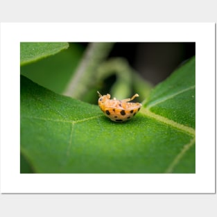 A silly 28-spotted potato ladybird rolled onto its back Posters and Art